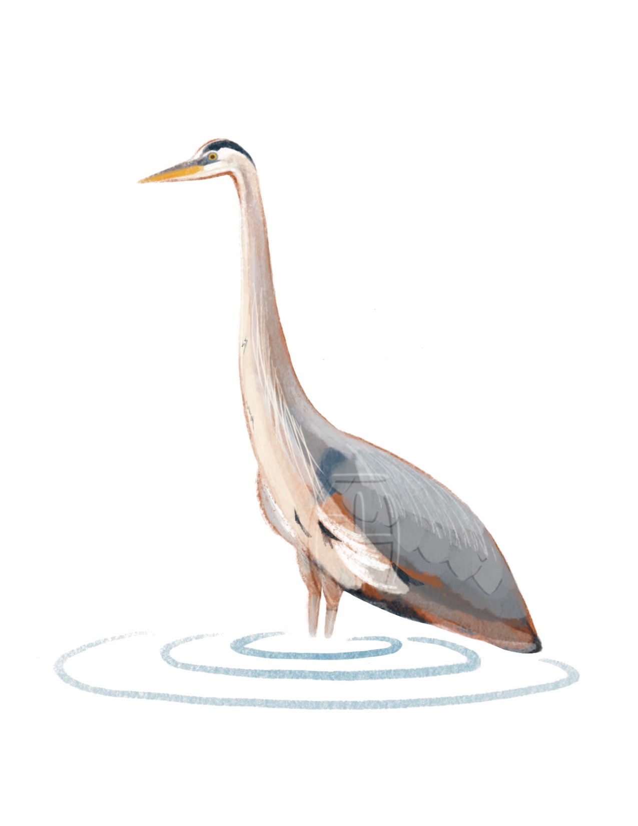 Heron Card